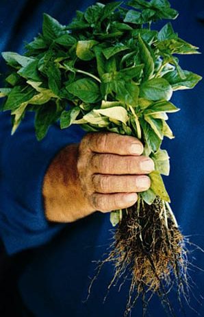 Tagliolini Primavera