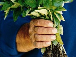 Pesto alla Genovese