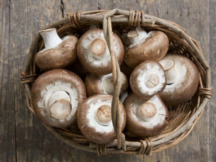 Mushroom