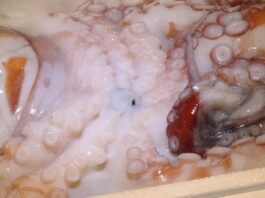 Fresh Octopus Delivery: Your Ultimate Guide