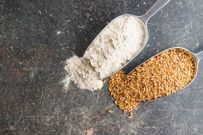 Wheat grains and refined wheat flour displayed side by side in metal scoops, illustrating the difference between whole grain and processed flour