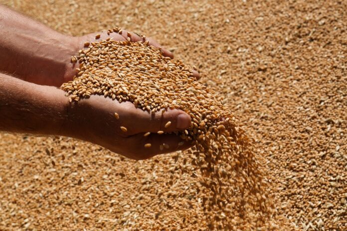 Hands holding whole wheat grains over a large pile of harvested wheat, highlighting the grain used to produce whole wheat flour